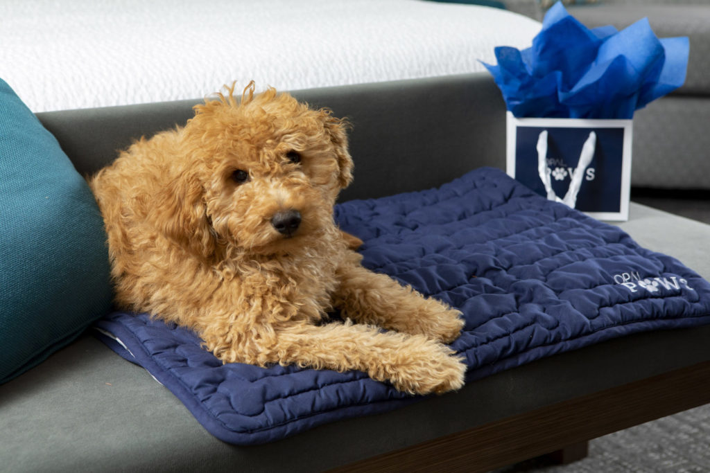 A small dog sits the at the foot on the bed of the Hutchinson Shores Resort and Spa, showcasing the hotel's Opal Paws program.