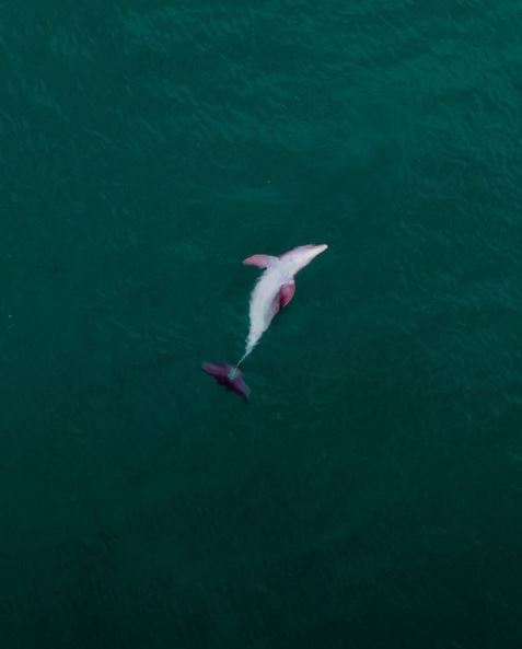 Dolphin Swimming in South Florida