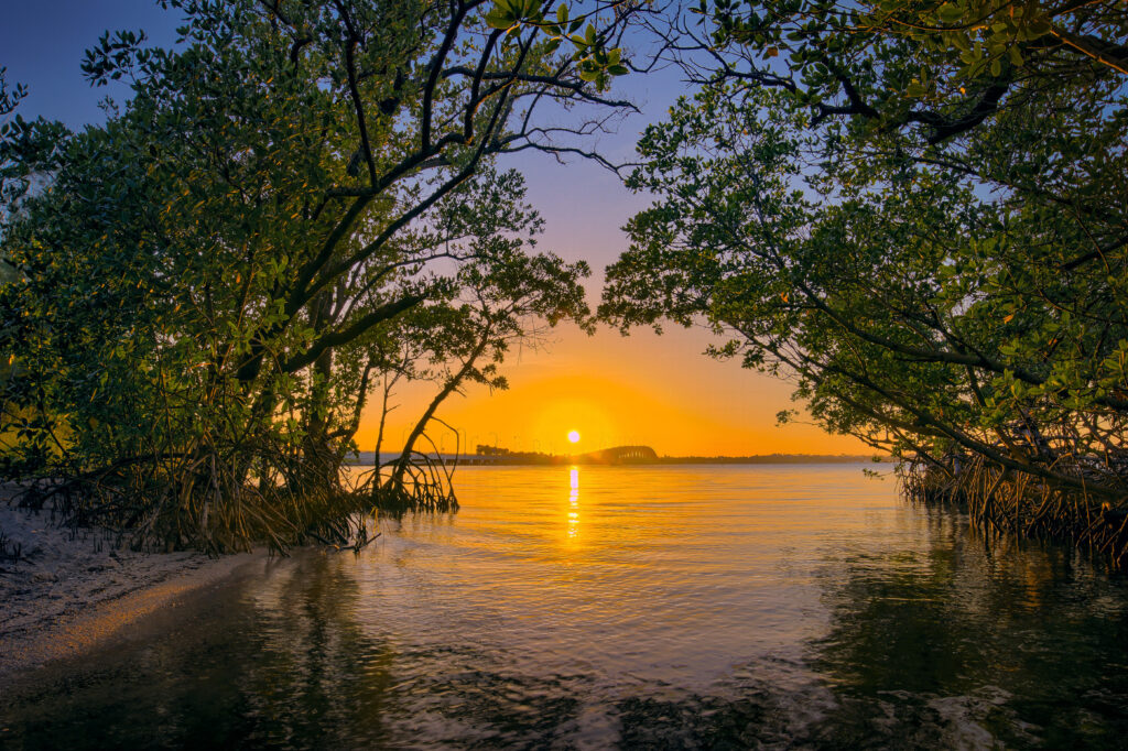 sunset between tow mangroves