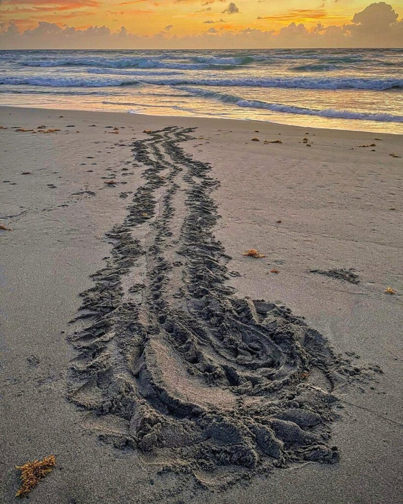 sea turtle trail on beach