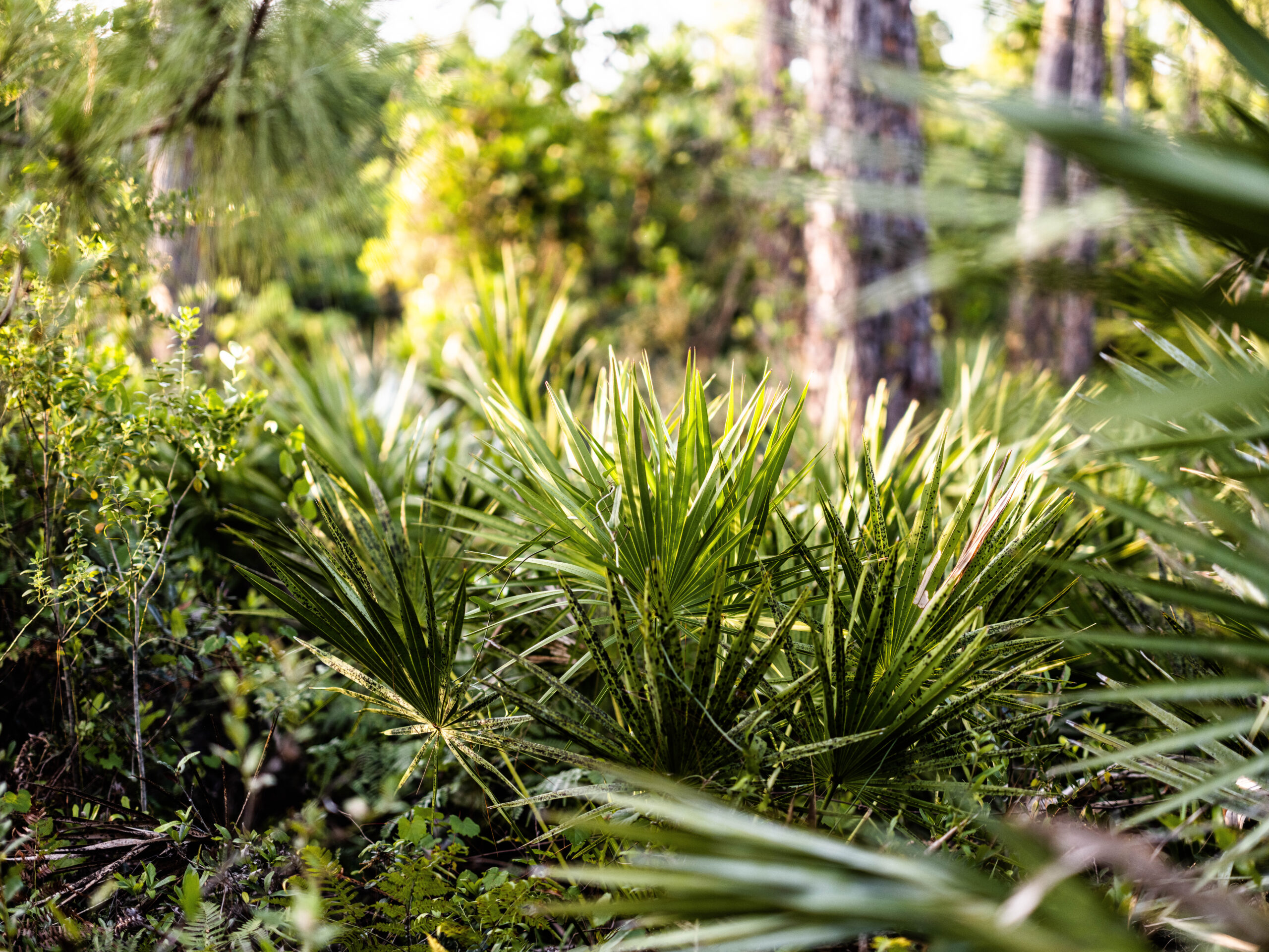 green plants