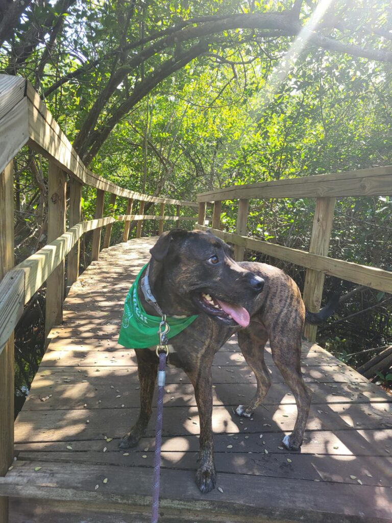 dog on a wooden bridge
